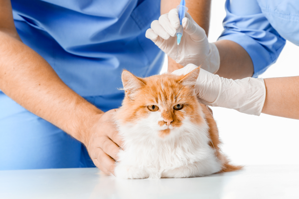 a cat receiving cat vaccinations in Haslemere Surrey at Crofts vet