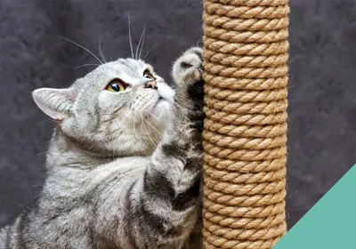 How to choose a scratching post for your cat
