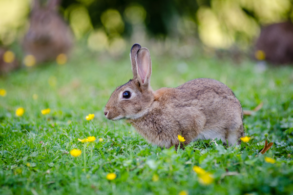 A rabbit after receiving rabbit neutering at Crofts Vets in Surrey