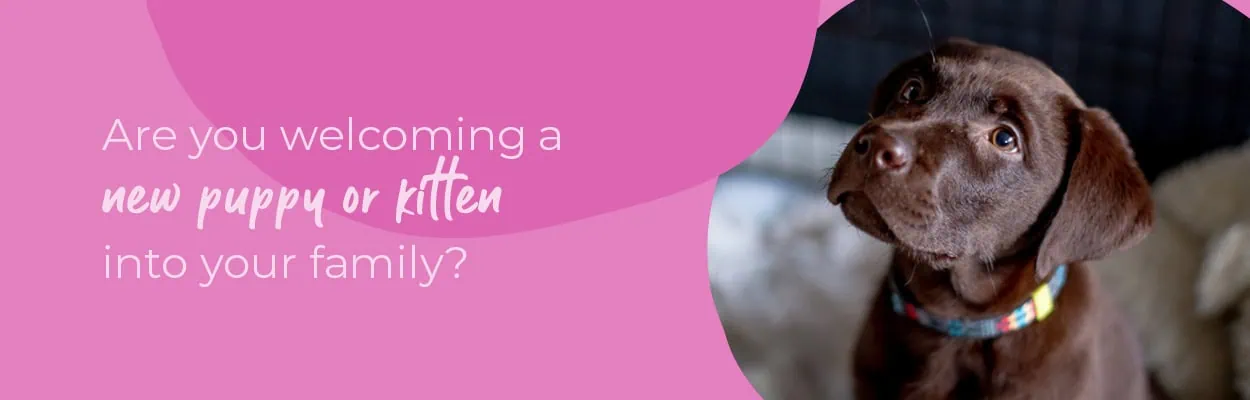 Welcoming your New Puppy or Kitten | Crofts Vets