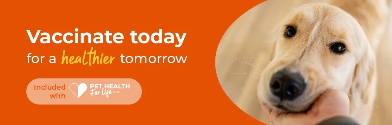 Cat Vaccinations In Surrey | Croft Vets