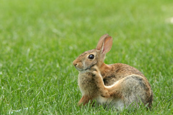 A rabbit after receiving rabbit flea and worm treatment at Crofts Vets in Haslemere, Surrey