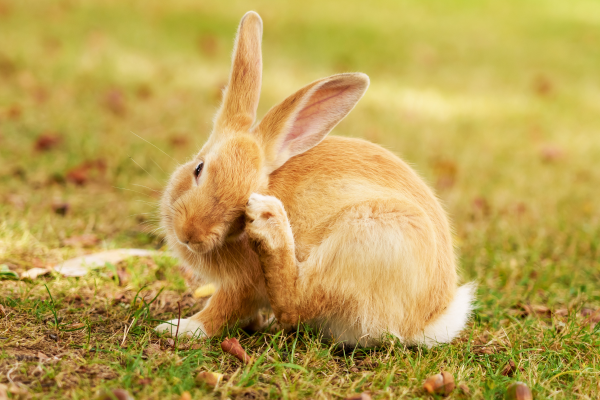 A rabbit after receiving rabbit flea treatment at Crofts Vets in Haslemere, Surrey