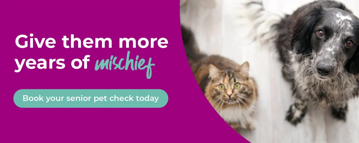 Crofts Veterinary Surgery Haslemere | Vets Near Me Surrey