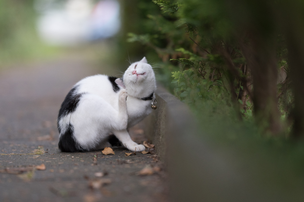 A cat after receiving flea and worm treatment for cats at Crofts Vets in Haslemere, Surrey