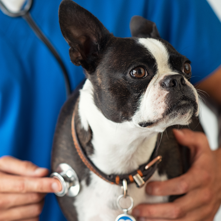 A dog at Crofts Vet: your local vets near Guildford