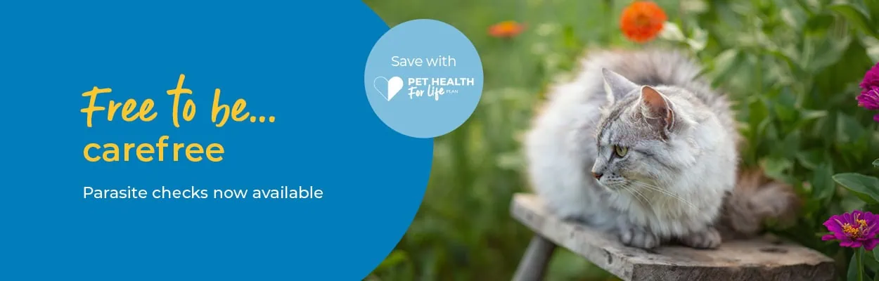 Flea & Worm Treatment for Cats | Crofts Vets Surrey