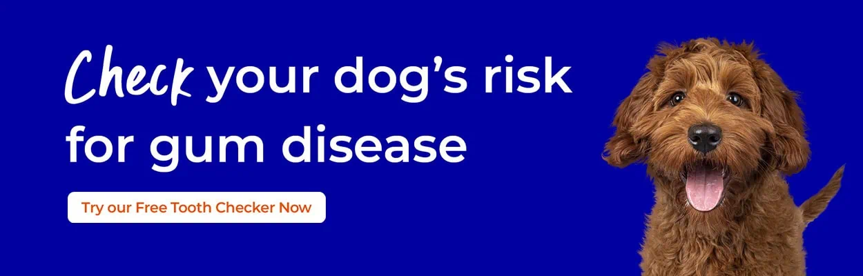 Dental Care for Rabbits | Crofts Vets